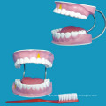 Human 28 Teeth Model for Dental Care Medical Teaching Model